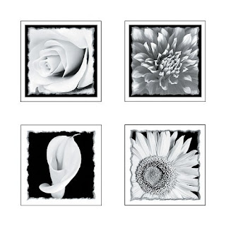 Self-Stick Black and White Flowers 4-pc. Wall Art Set