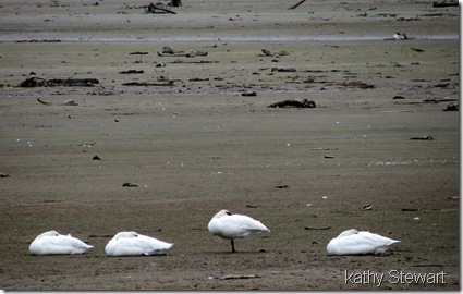 Sleeping Trumpeters