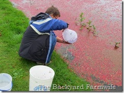 cranberry pickin' - The Backyard Farmwife