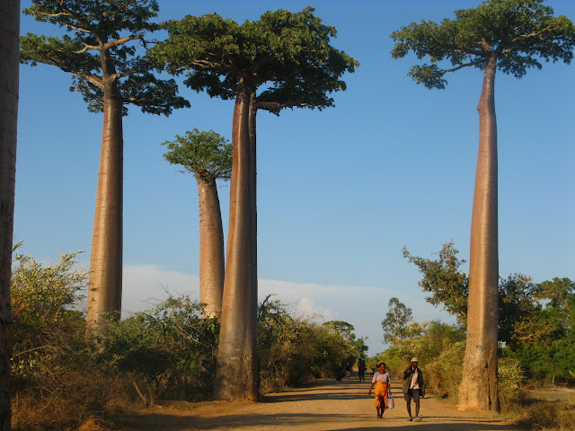 7 Pohon Terbesar Dan Tertua Di Dunia