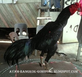 Beternak Ayam Bangkok