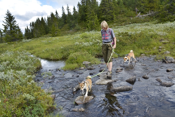 Buvasstølan Vardlefjell stolpejakt  lundehund