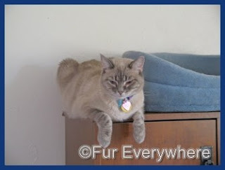 Milita on top of my desk next to her favorite bed. She is about three years old in this photo.