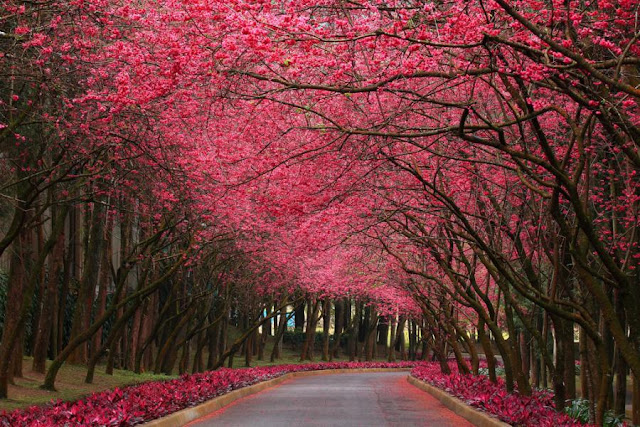 CHERRY BLOSSOM FLOWER in KOREA