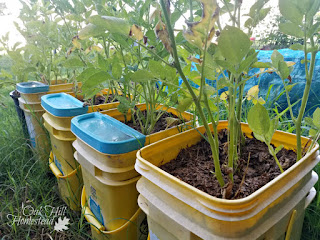Potato plants growing in buckets