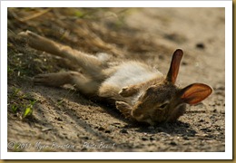 Eastern Cottontail _ROT8261 NIKON D3S June 28, 2011