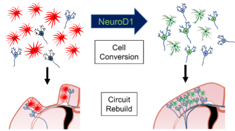 図：NeuroD1で脳梗塞再生