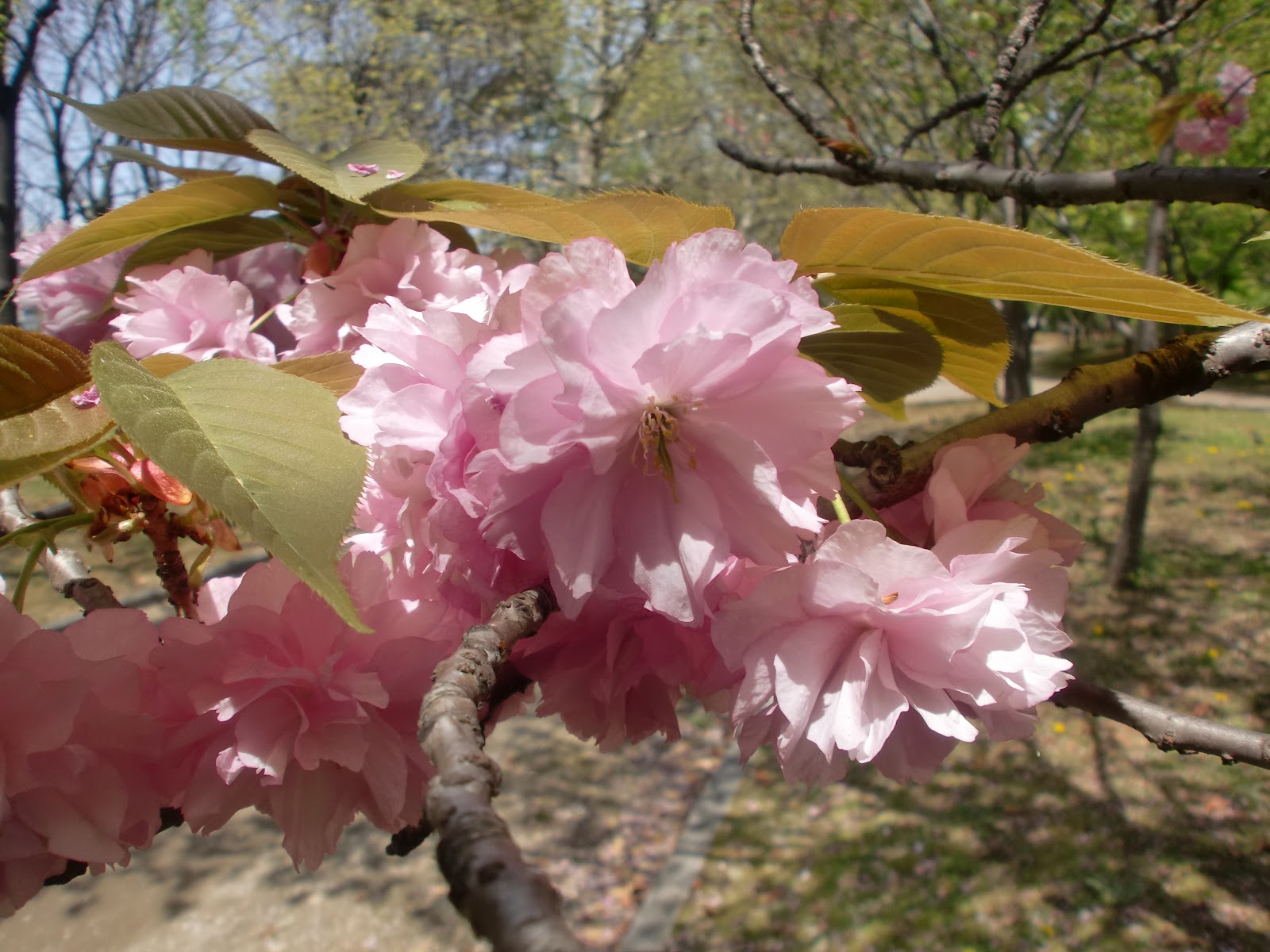 ６０歳で無職の優雅な日々 サトザクラ 里桜