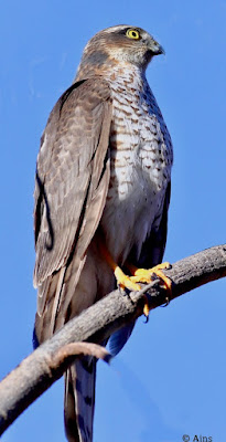 "Eurasian Sparrowhawk (Accipiter nisus) siting on a branch,. Compact raptor with short wings and a long tail, displaying distinctive gray-brown plumage. Yellow eyes and sharp, hooked beak are prominent features."
