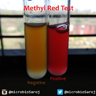 Methyl Red Test