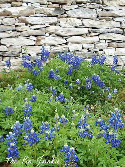 bluebonnets