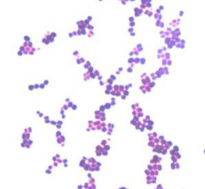 micrococci