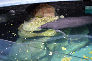 manatee at seas with nemo and friends