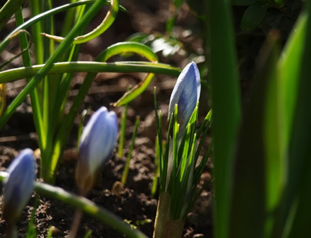Smuk, blå perlemorsagtig krokus som passer ind i hver en have og hvert et haverum i forårstiden
