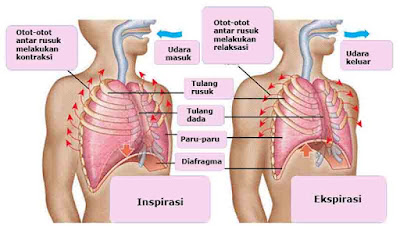 Manusia yaitu makhluk hidup ciptaan Tuhan Sistem dan Alat Pernapasan pada Manusia