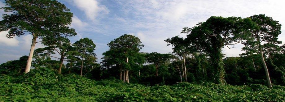 43 Gambar  Flora  Dan  Fauna  Di Pulau Sumatera Inspirasi 