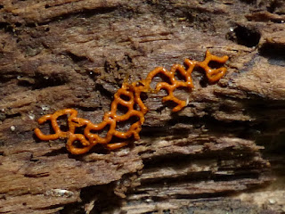 Hemitrichia serpula - Hemitrichie petit-serpent - Hémitrichie mérule