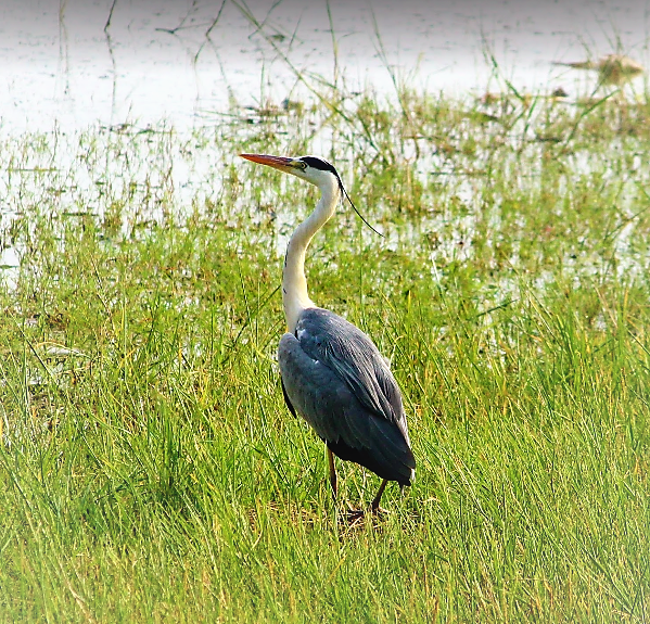 Bird Watching at Rankala Lake Kolhapur