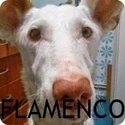 http://yopodenco.blogspot.com.es/2015/03/adopta-un-podenco-flamenco-zaragoza.html