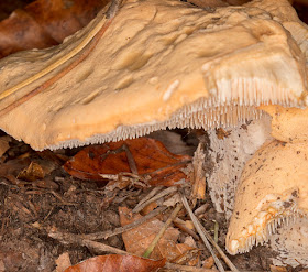 Hydnum repandum, Wood Hedgehog.  Ashdown Forest, 15 October 2017.