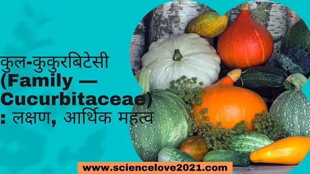 कुल-कुकुरबिटेसी (Family —Cucurbitaceae) : लक्षण, आर्थिक महत्व|hindi