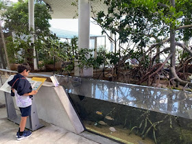 Everglades wildlife display at Frost Museum, Miami