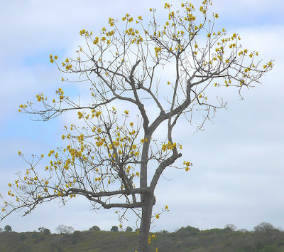 poroporo Cochlospermum vitifolium