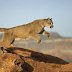 Hombre se salva de ser devorado de un puma al golpearlo con una patineta