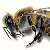 Page ouvrant sur une série de dessins sur la mort des abeilles