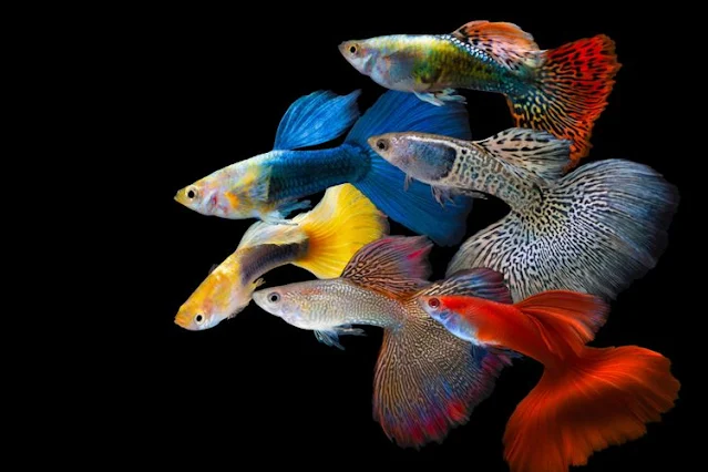 Jenis Ikan Guppy