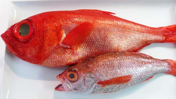 Alfonsino Fish Images