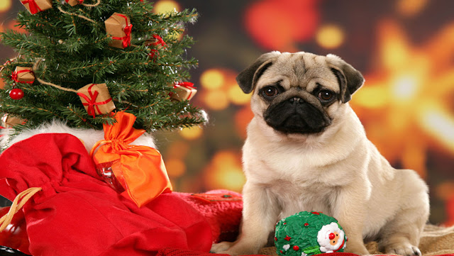 Free Christmas Puppy Dog HD Wallpapers for iPhone 5