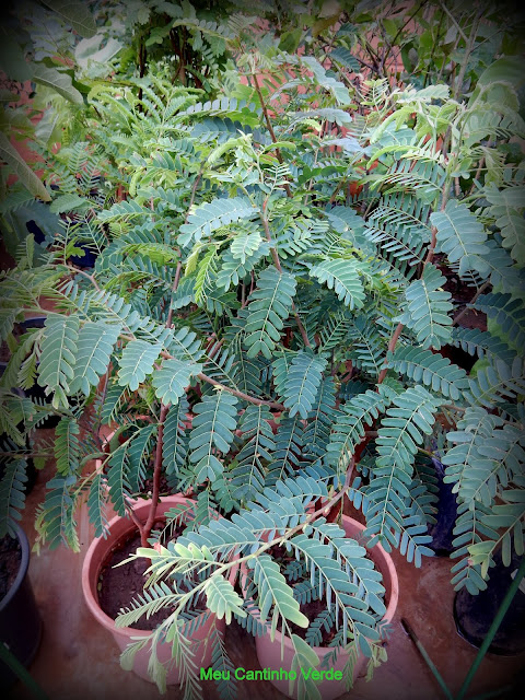 Mudas - ( Tamarindus indica L. )