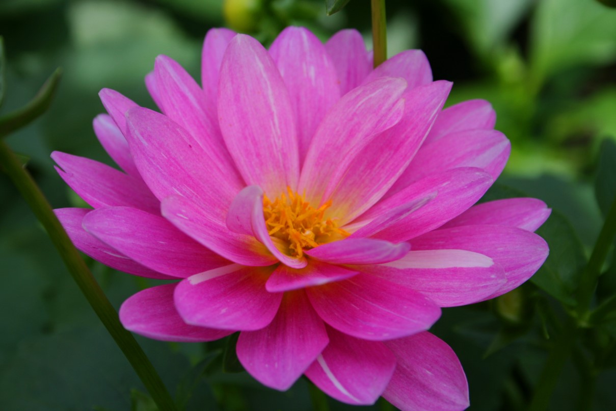chiiizuka A Pink Flower