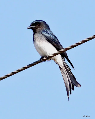 "White-bellied Drongo - Dicrurus caerulescens , resident perched on wire."