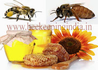 Bee Keeping india11