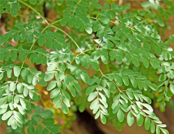 Shigru, Moringa Oleifera