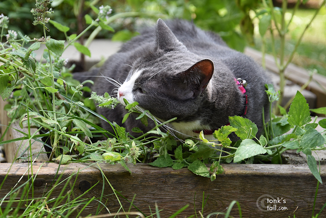 Allie sniffs catnip #ididinhale