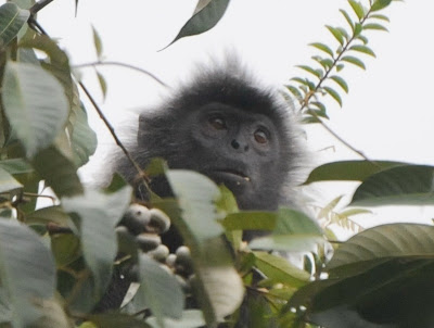 Silvered Langur (Presbytis cristata)