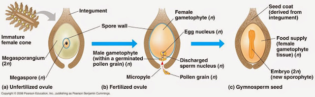 Estructura interna de una escama de una piña femenina.