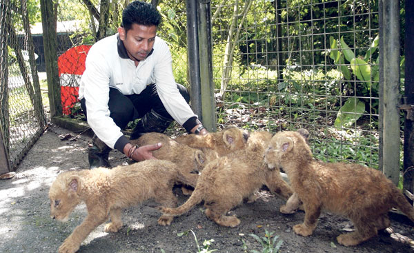 Singa lahir 5 anak di Zoo Taiping