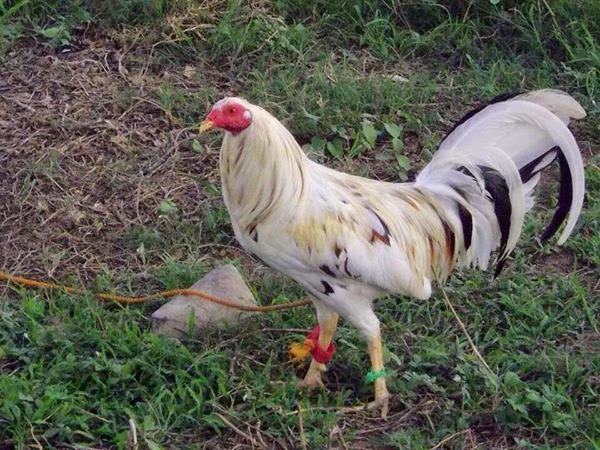 gambar ayam sabung Philipina