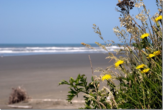 A Kalaloch 81