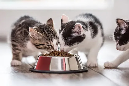  Umur Berapa Anak Kucing Boleh Makan Dry Food: Panduan Lengkap untuk Pemilik Kucing
