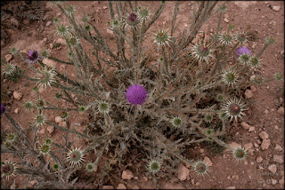 fotografía, cardos, Fuente Álamo, Murcia, naturaleza, serie, arte