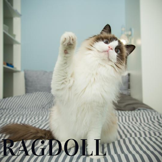 Ragdoll