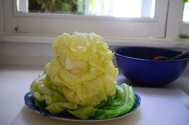 Stack of cabbage leaves