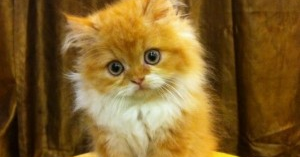 Cara merawat kucing Persia - Pocong Ngesot 48
