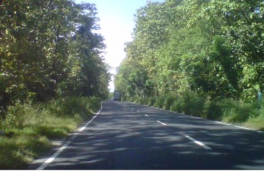 Keindahan Pemandangan Alam Jalan Hutan Taman Nasional Baluran