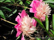 Twotoned Pink and Deep Pink Peony Flower (light dark pink peonies closeup)